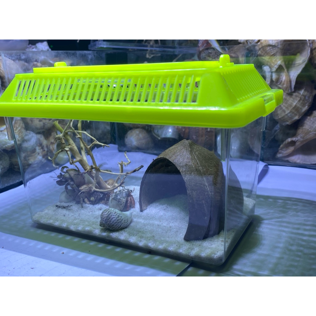 Hộp nuôi ốc mượn hồn rugo, abino cực đáng yêu. OMH HCM