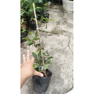 Combo 2 Chậu cây mai tự xoắn ( mai tự quắn )