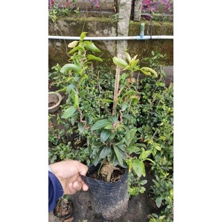 Combo 2 Chậu cây mai tự xoắn ( mai tự quắn )
