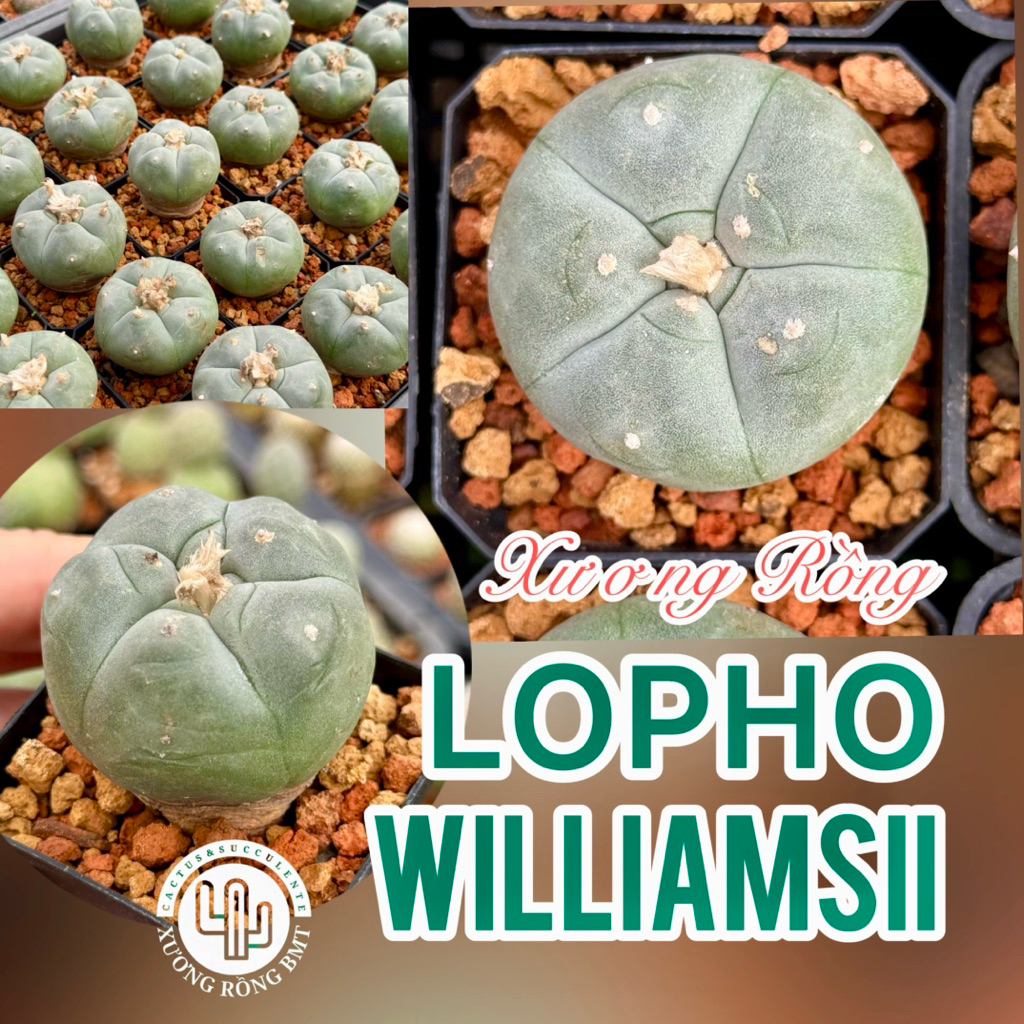 1 cây xương rồng lopho williamsii (mới ) 3,5-4cm hàng Thái gieo hạt
