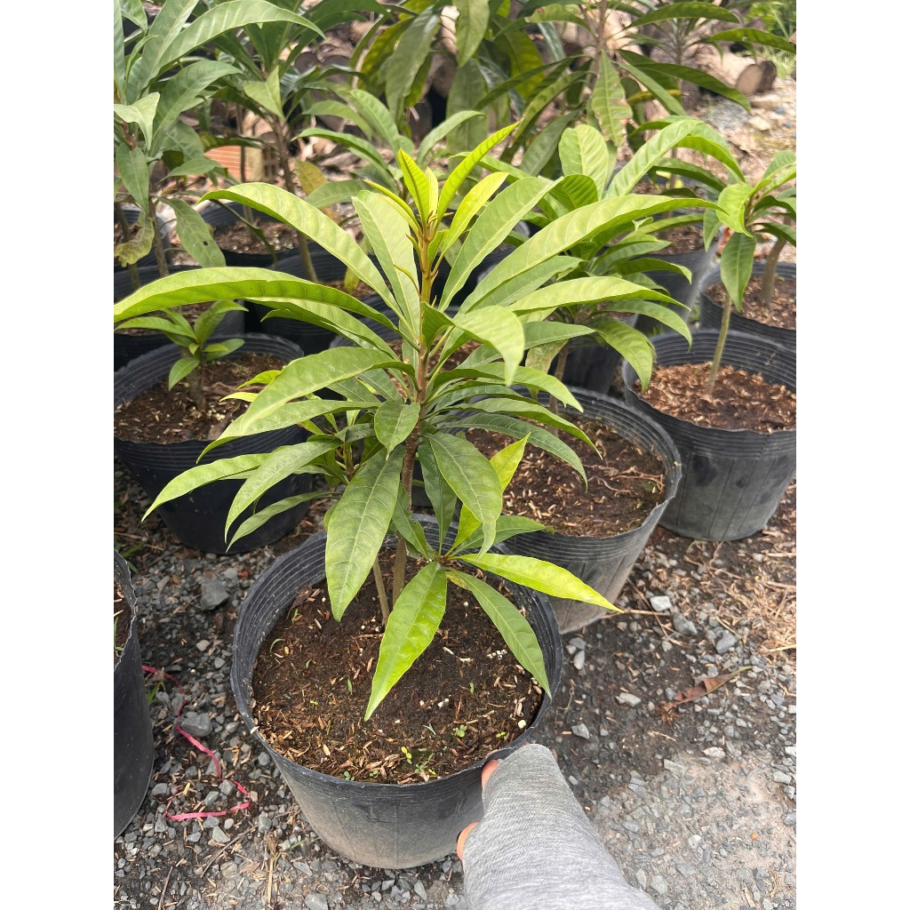 Cây Sapoche - Kiểng lá trang trí- hồng xiêm ra quả