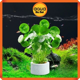Vòng gốm cố định cây thủy sinh - Giúp cố định cây cắt cắm, rêu, ráy, dương xỉ, bucep thuỷ sinh