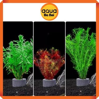 Vòng gốm cố định cây thủy sinh - Giúp cố định cây cắt cắm, rêu, ráy, dương xỉ, bucep thuỷ sinh
