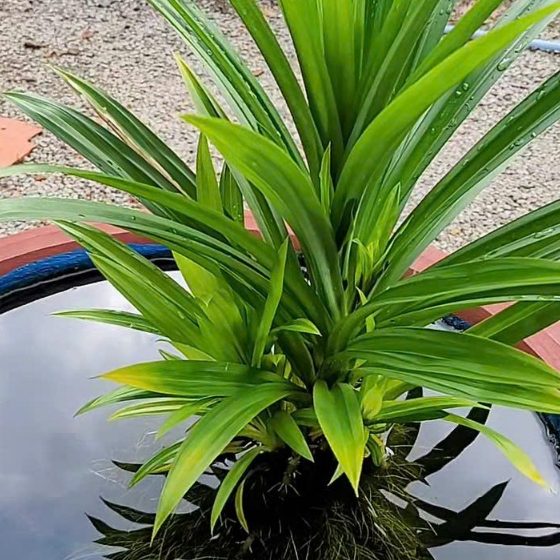 Cây Lá Dứa Thơm - cây lá nếp, Decor Hồ Nước (4 cây)