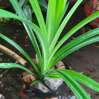 Cây Lá Dứa Thơm - cây lá nếp, Decor Hồ Nước (4 cây)