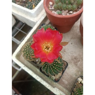 Xương Rồng Lobi