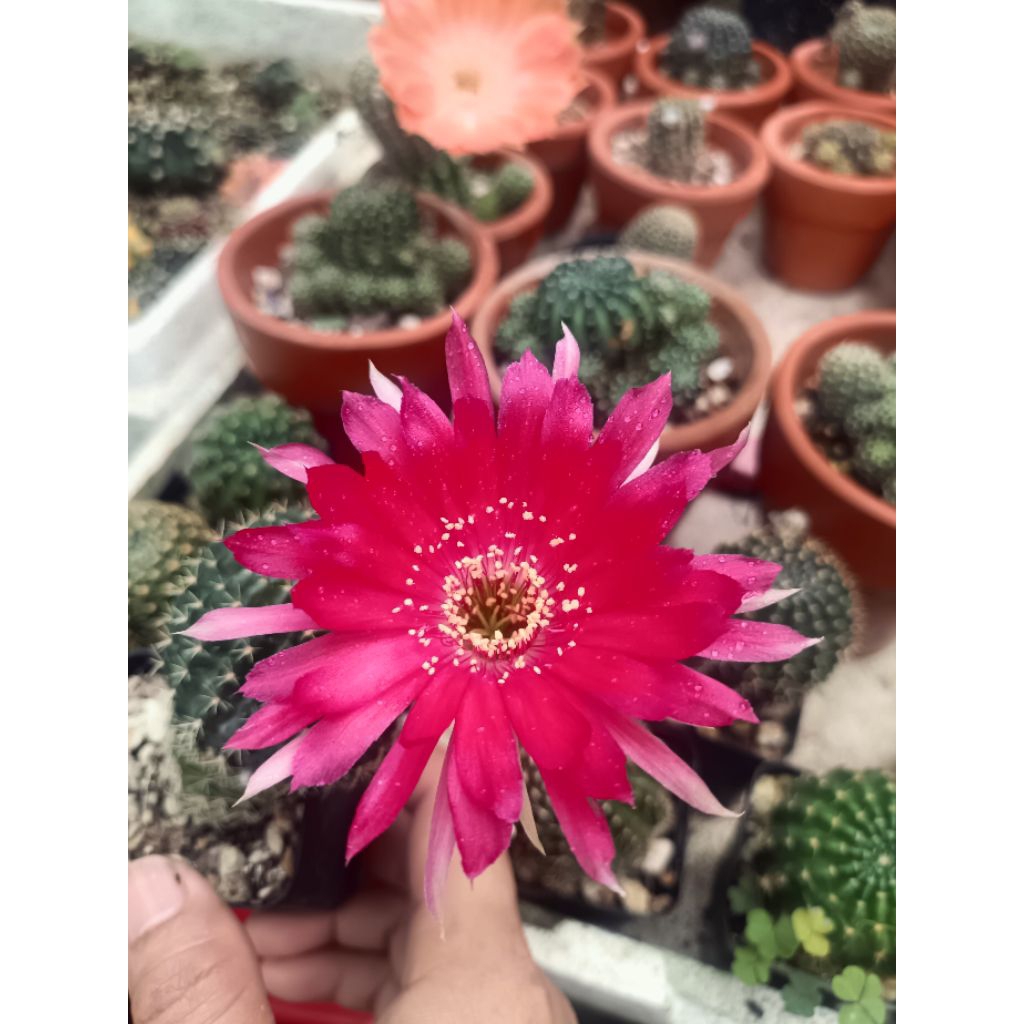 Xương Rồng Lobi