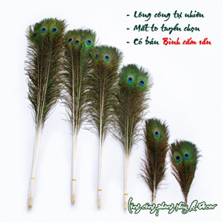 Lông công phong thủy Bán theo Combo số lượng, giá tốt