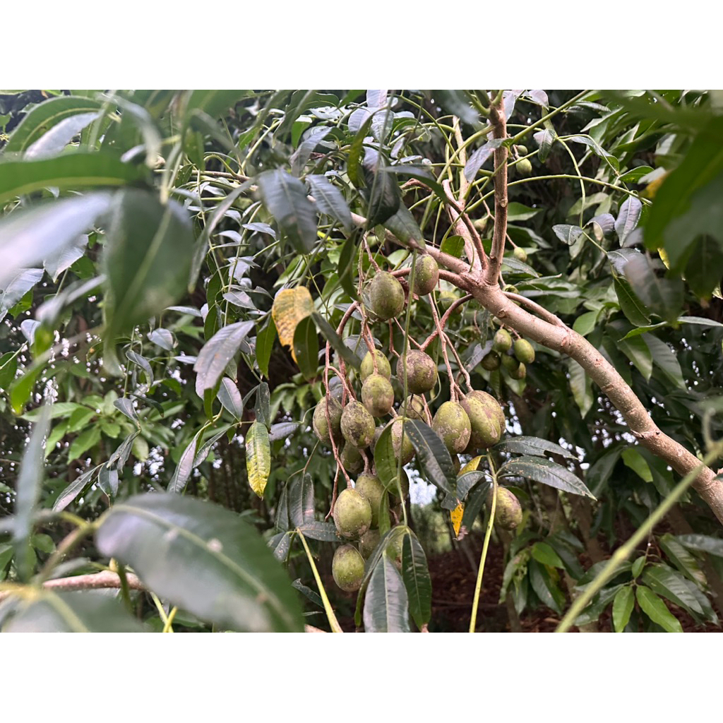 1kg Cóc thái non giòn,ngon, giá rẻ