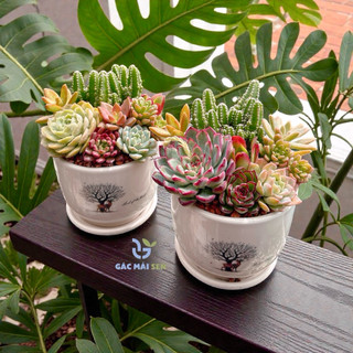 [Quà Tặng] Tiểu Cảnh Chậu Sứ Dĩa Mix Sen Đá Xương rồng  Khai Trương - Tốt Nghiệp - Sinh nhật Trang trí 🌿a