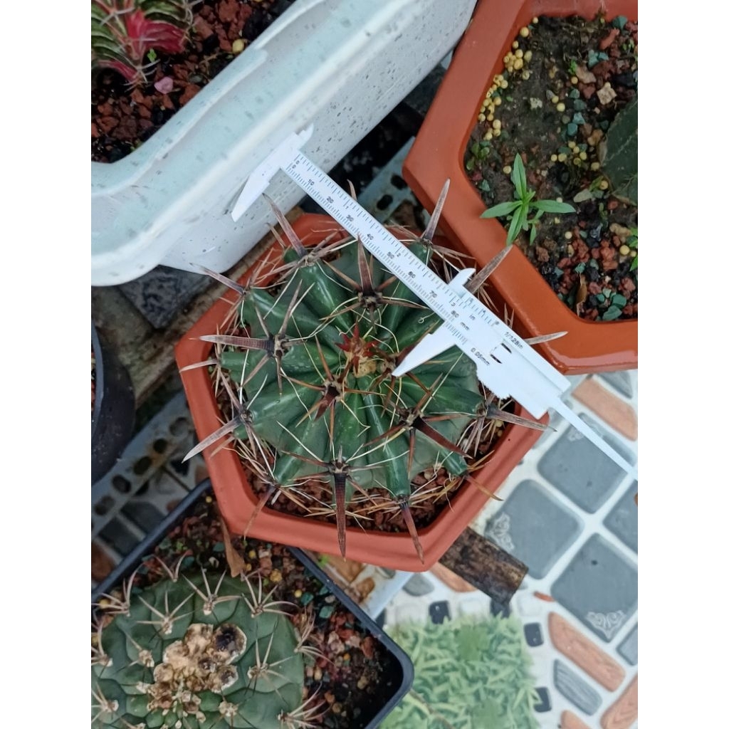 Fero (Xương rồng nanh heo)