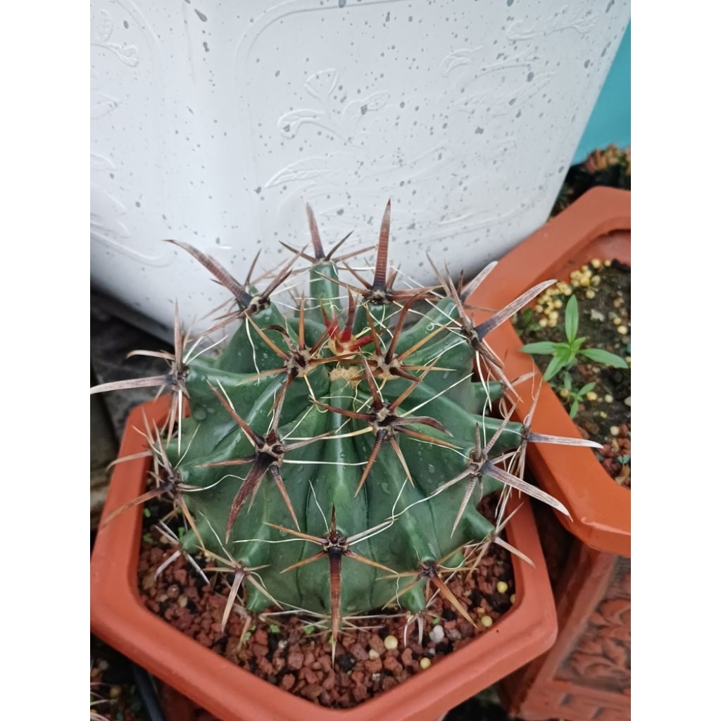 Fero thụ (Xương rồng nanh heo)