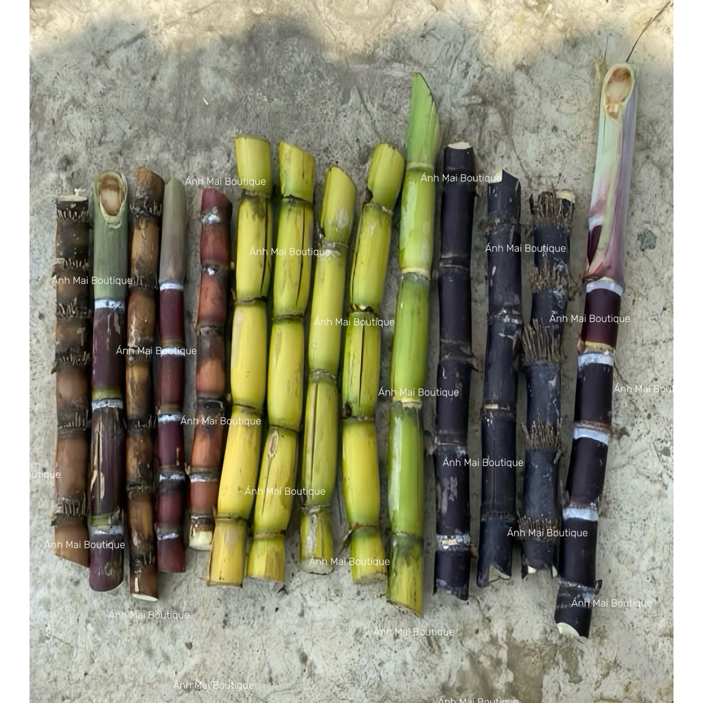10 cây mía thanh diệu, mía tím, mía tây vàng, mía đường, mía sước và mía vàng , được lựa chọn giống 