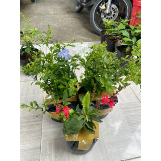 hoa xích xà,thanh xà va bạch xà(chỉ ship miền nam)