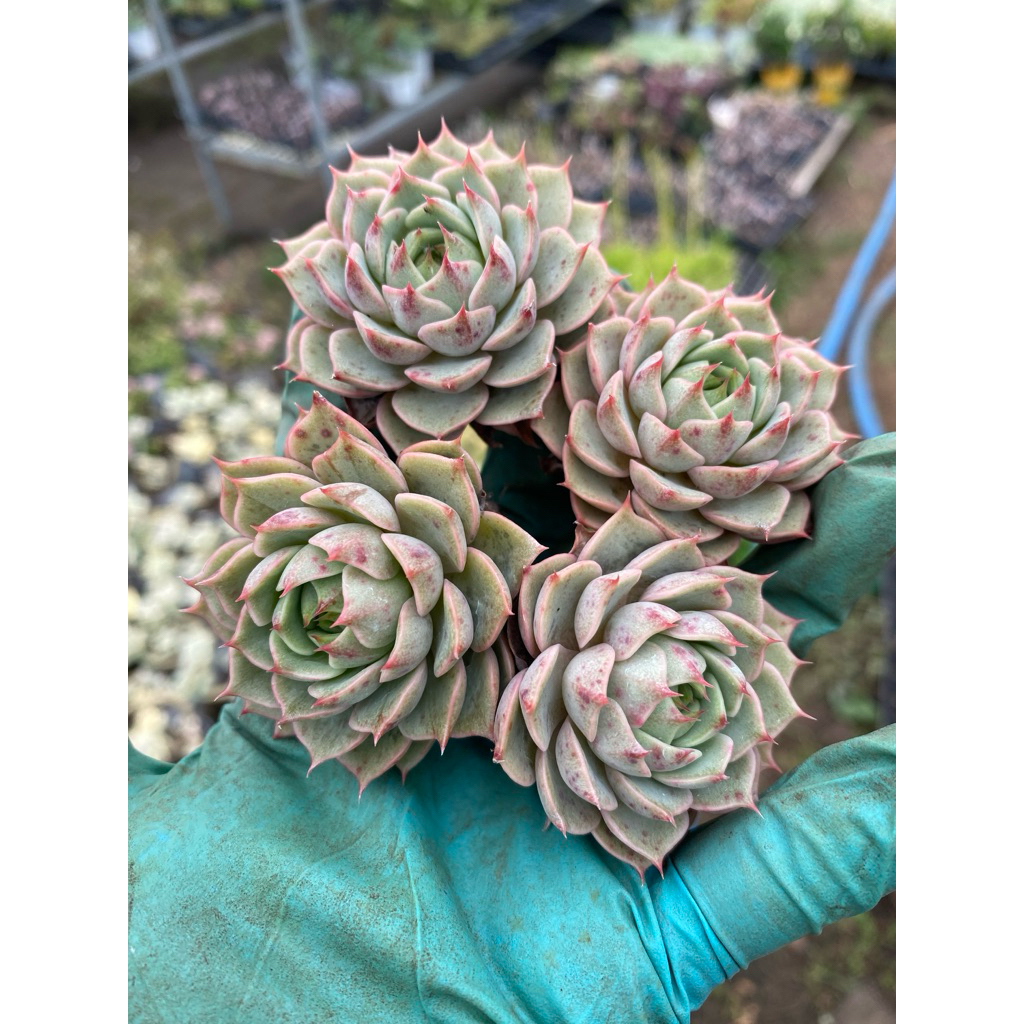 Cây sen đá vân mai_Ảnh thật🌵 [Chính hãng]⚡ [Ảnh thật] ❤ [FreeShip] ✈ [Có sẵn]