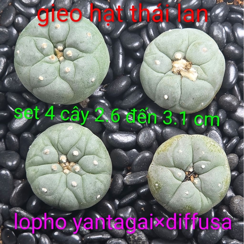 lopho yantagai×diffusa set 4 cây size 2.6 đến 3.1 cm gieo hạt thái lan