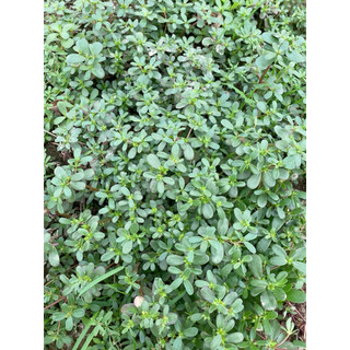 [CHỈ GIAO MIỀN BẮC] 1kg Rau sam tươi (nguyên rễ ) - Nấu canh, luộc ăn vừa mát vừa bổ , đẩy lùi giun sán
