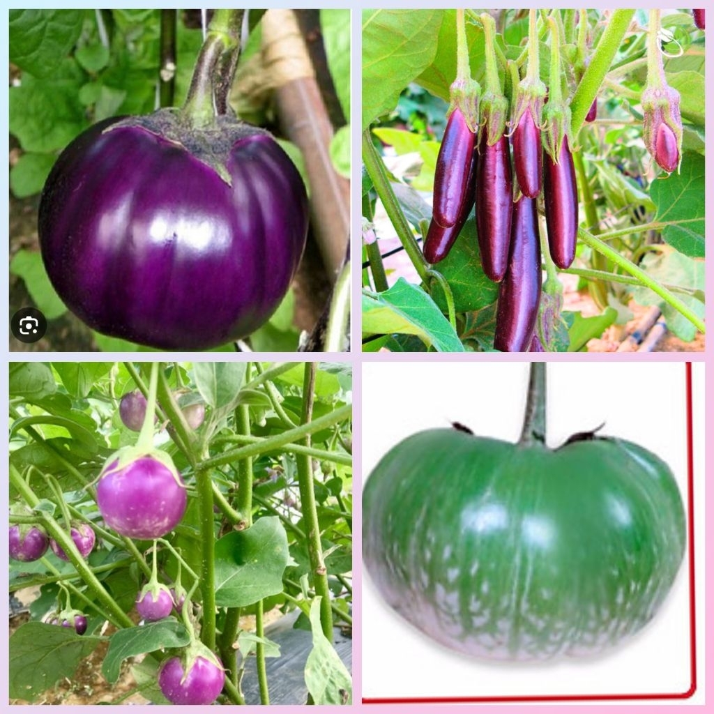 combo 4 loại 120 hạt ( cà bát tím tròn, cà bát da ếch, cà tím dài, cà pháo tím)