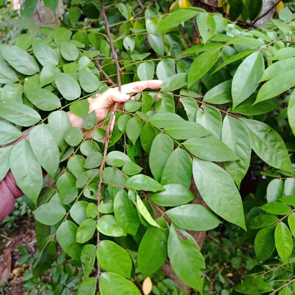 500g lá khế tươi