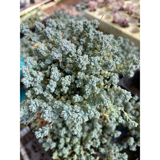 cây sen đá sedum hoa hồng nhỏ_full bầu☘️hàng sẵn 