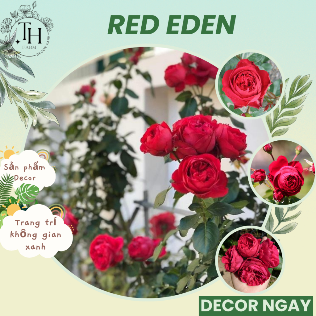 Chậu Cây Hoa Hồng Ngoại Red Eden Nguyên Bản – Sắc Đỏ Quyến Rũ, Trang Trí Góc Xanh – TH Farm Decor Se
