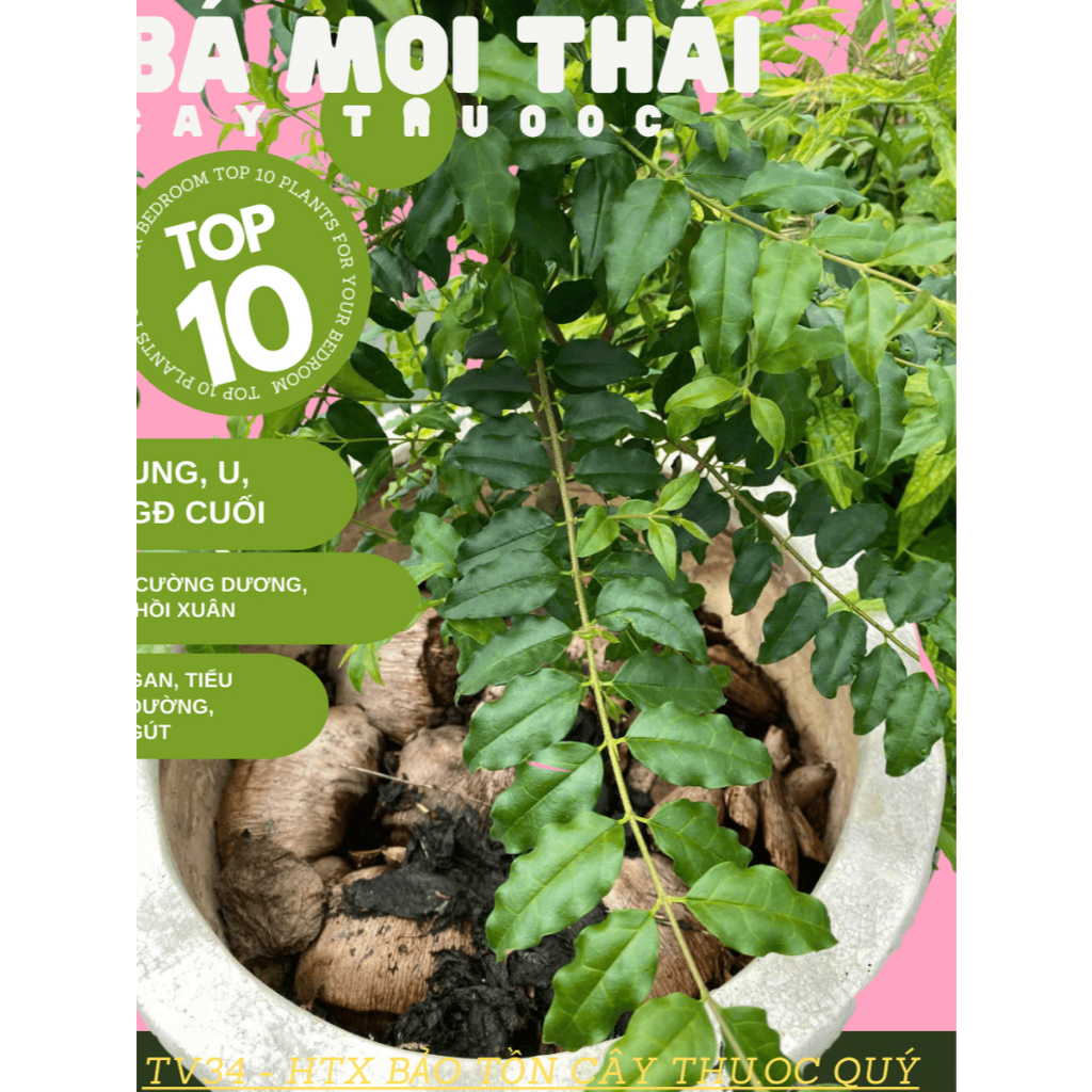 1 bầu cây bá mọi giống - HTX bảo tồn cây Dược Liệu Quý – rễ khoẻ – Cao 25- 30cm – Trồng vào đất