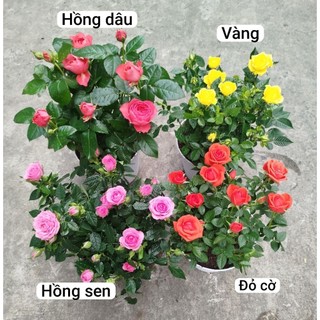 (VHST giao trong ngày) CÂY HOA HỒNG TỶ MUỘI HÀ LAN, thơm nhẹ, siêu hoa.