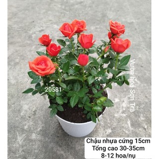 (VHST giao trong ngày) CÂY HOA HỒNG TỶ MUỘI HÀ LAN màu đỏ cờ.