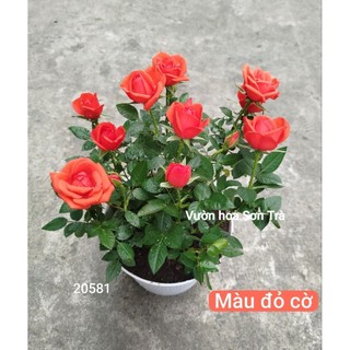 (VHST giao trong ngày) CÂY HOA HỒNG TỶ MUỘI HÀ LAN màu đỏ cờ.