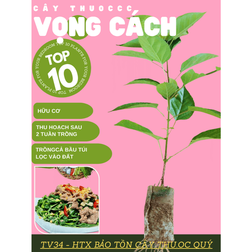 2 bầu cây vọng cách giống - HTX bảo tồn cây Dược Liệu Quý