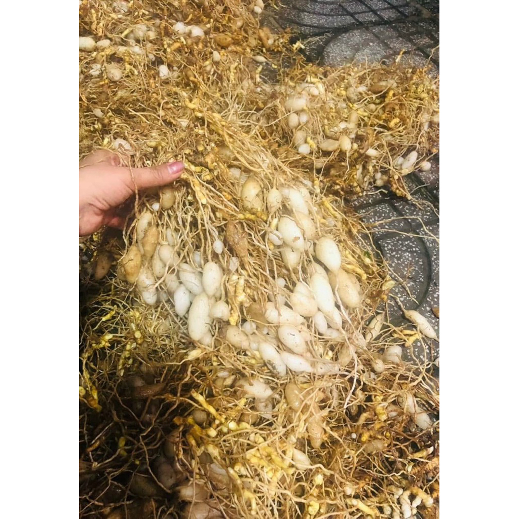 sâm đá khô kbang, gia lai