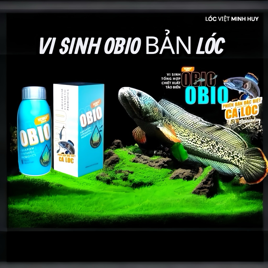 Vi sinh Obio (Bản cho Cá Lóc cảnh) giúp Làm Trong Nước, khử độc, khử mùi tanh,tăng màu-tăng tốc độ t