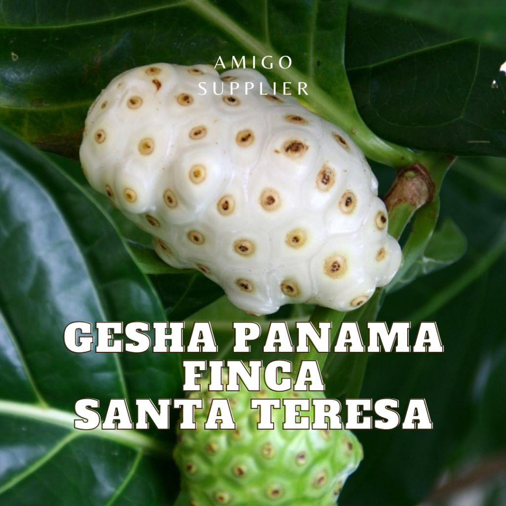 [ĐỌC KỸ TRƯỚC KHI MUA] hạt rang cà phê gesha finca Santa Teresa Panama