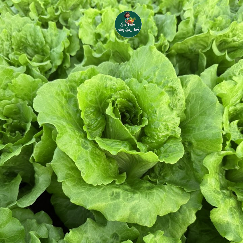 Hạt giống Xà Lách Italy F1 (Gói 2g~1000 hạt) Dễ Trồng, Nhanh Thu Hoạch, Năng Suất Cao