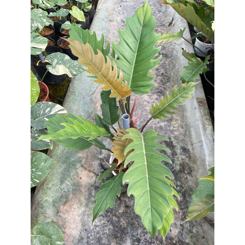 Philodendron Caramel chậu 2c đang leo trụ khỏe đẹp cao khoảng 70cm