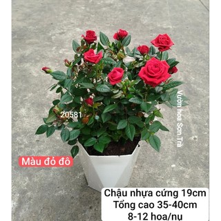 (VHST giao trong ngày) CÂY HOA HỒNG TỶ MUỘI HÀ LAN, thơm nhẹ, siêu hoa.