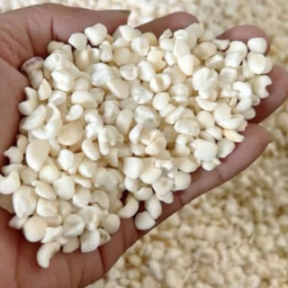 [Giá sỉ] Bắp nếp trắng - NGÔ BẮP TRẮNG (NẾP) DÙNG NẤU XÔI HAY LÀM BẮP