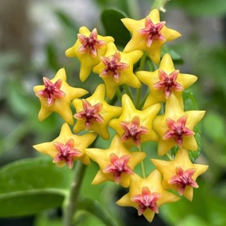 Chậu cây cẩm cù Hoya Densifolia hoa vàng thơm (cẩm cù ổi)