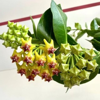 Chậu cây cẩm cù Hoya Densifolia hoa vàng thơm (cẩm cù ổi)