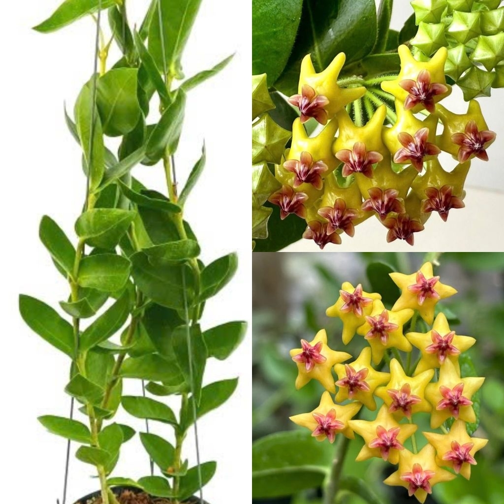 Chậu cây cẩm cù Hoya Densifolia hoa vàng thơm (cẩm cù ổi)
