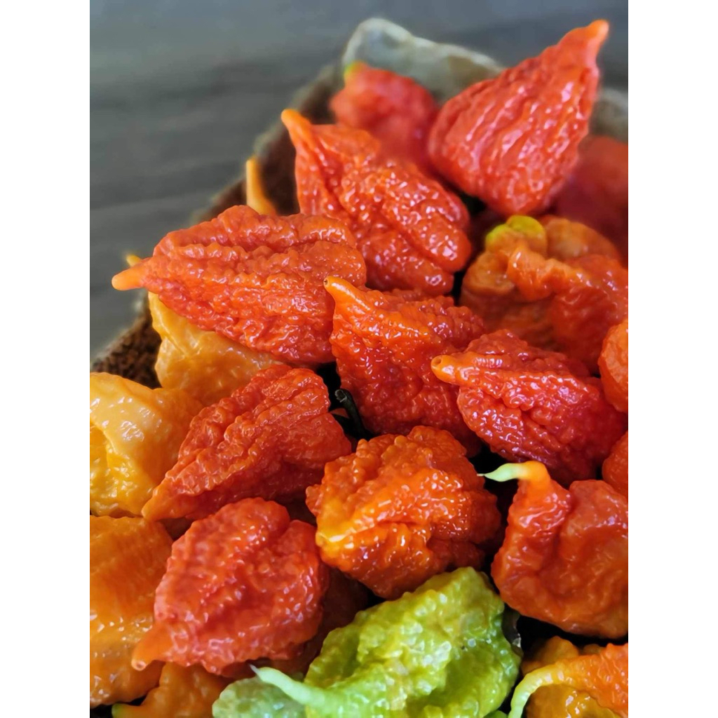 Combo 2 cây giống ớt The Beast