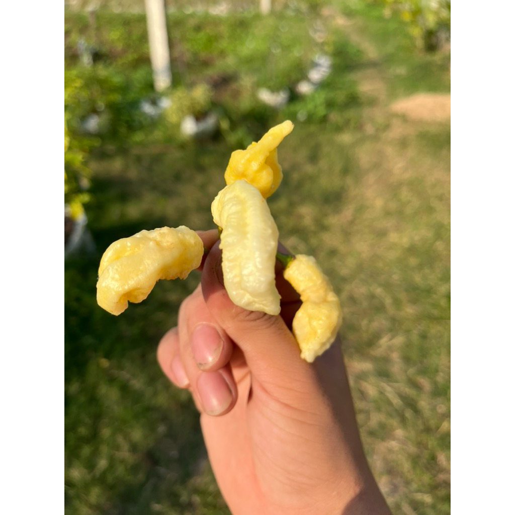 Hạt ớt Ghost Curl Pepper cay mạnh