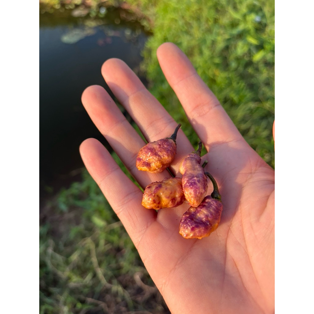 Hạt ớt Nebula peach lá đen cay mạnh