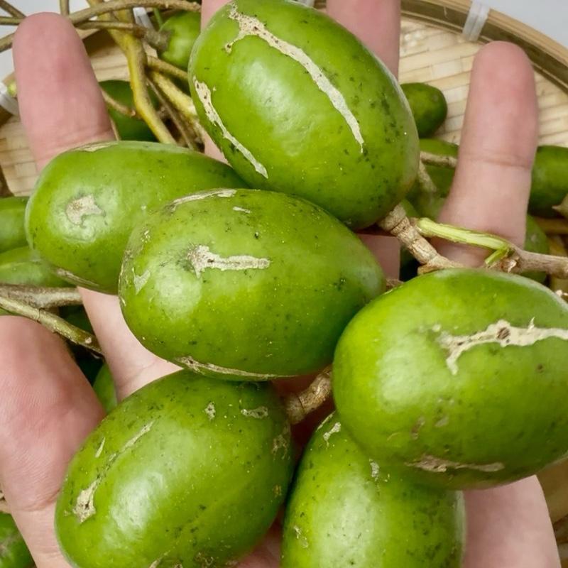 (CHỈ GIAO MIỀN NAM) Cóc Thái Non Hạt Nhỏ Tươi Xanh (Tặng Muối) Laman Food Giòn Rụm