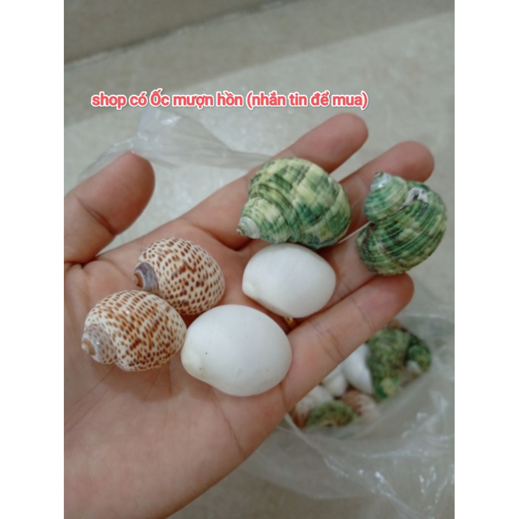 Vỏ ốc dùng cho ốc mượn hồn (Shop có bán OMH Rugo - Vio - Bre) có size từ mini tới lớn
