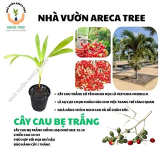 Cây Cau Kiểng (Cau Bẹ Trắng & Cau Đuôi Chuồn) (Cau Kiểng Đẹp Và Ưa Chuộng Nhất) (CÓ BẢO HÀNH NÊN YÊN TÂM, BAO SỐNG 100%)