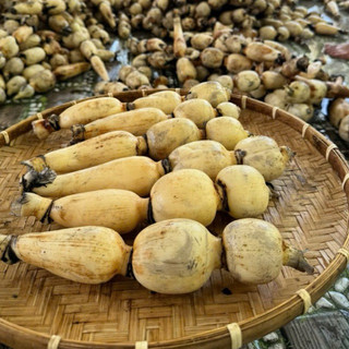 5kg Củ sen thu hoạch trong ngày, size nhỏ (5–6 củ/cây
