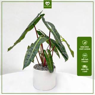 Cây Hồng Hạc Chân Cam - Philodendron Billietiae kiểng lá trang trí nhà cửa, loại cây dễ chăm sóc