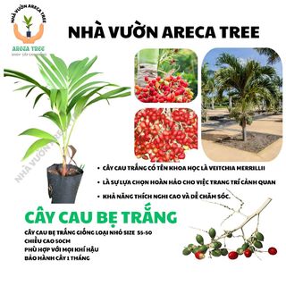 Cây Cau Kiểng (Cau Bẹ Trắng & Cau Đuôi Chuồn) (Cau Kiểng Đẹp Và Ưa Chuộng Nhất) (CÓ BẢO HÀNH NÊN YÊN TÂM, BAO SỐNG 100%)