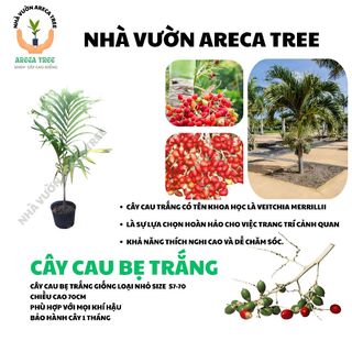 Cây Cau Kiểng (Cau Bẹ Trắng & Cau Đuôi Chuồn) (Cau Kiểng Đẹp Và Ưa Chuộng Nhất) (CÓ BẢO HÀNH NÊN YÊN TÂM, BAO SỐNG 100%)